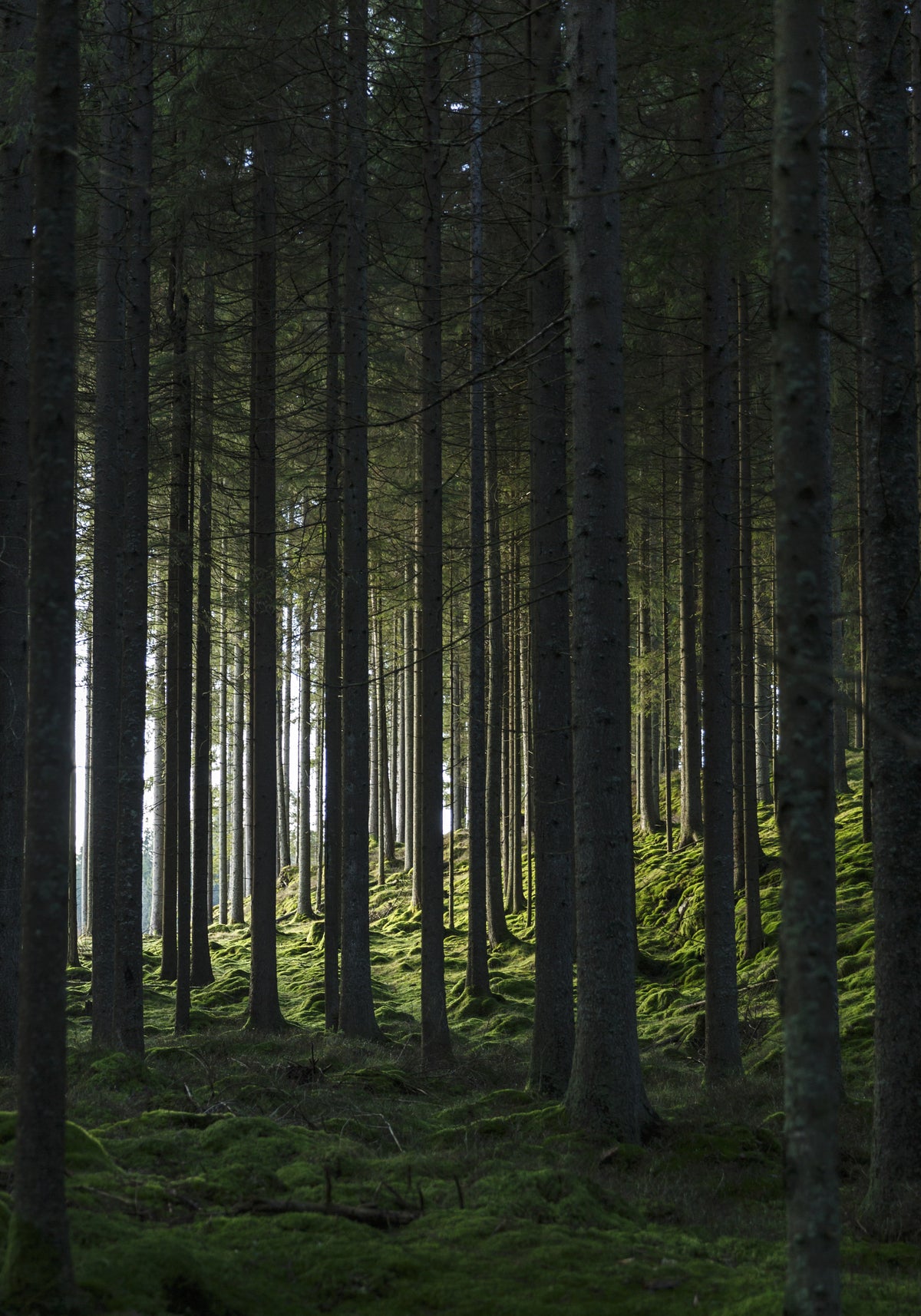 Venture Home Woods Posters 21x30 Grön
