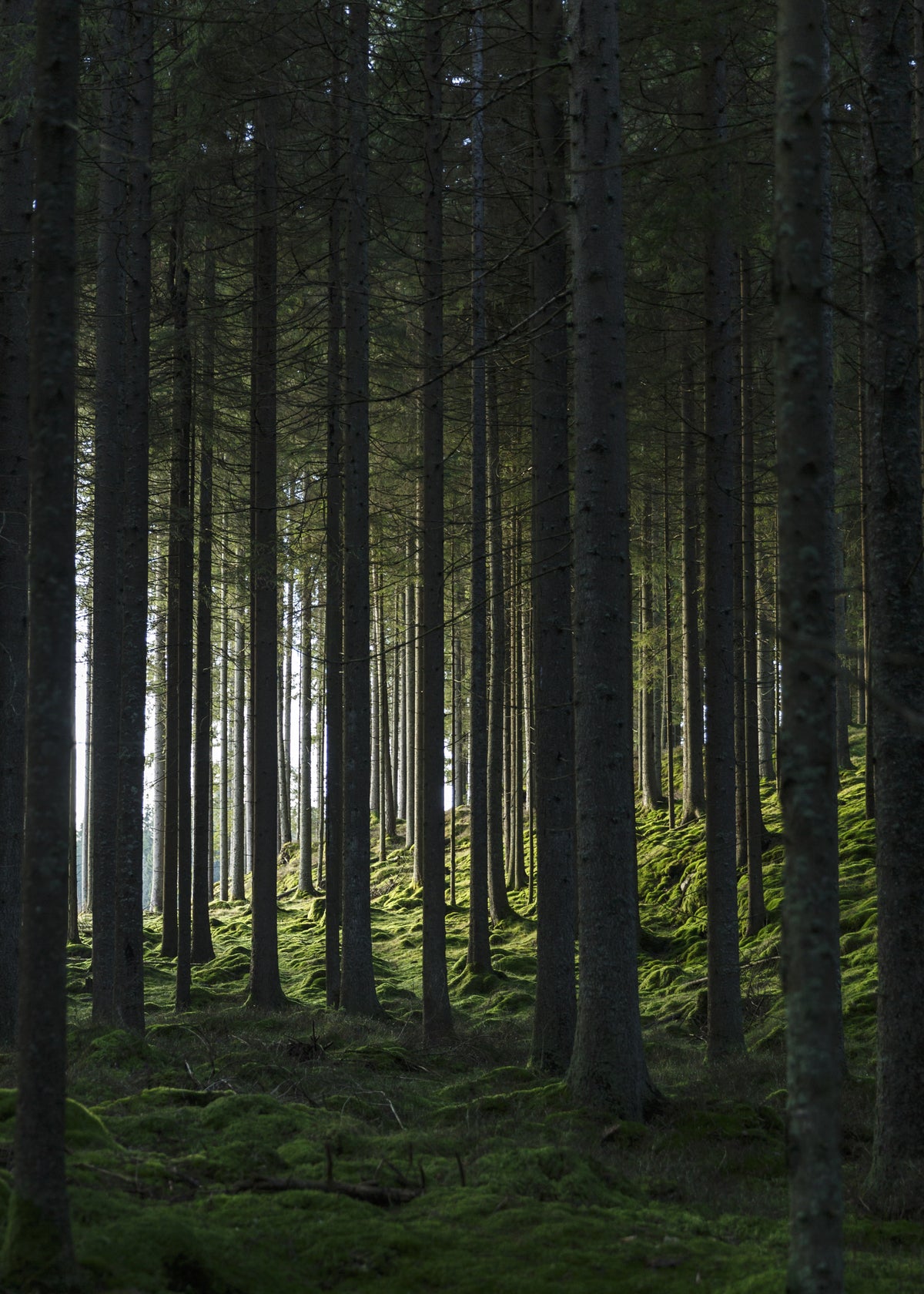 Venture Home Woods Posters 50x70 Grön