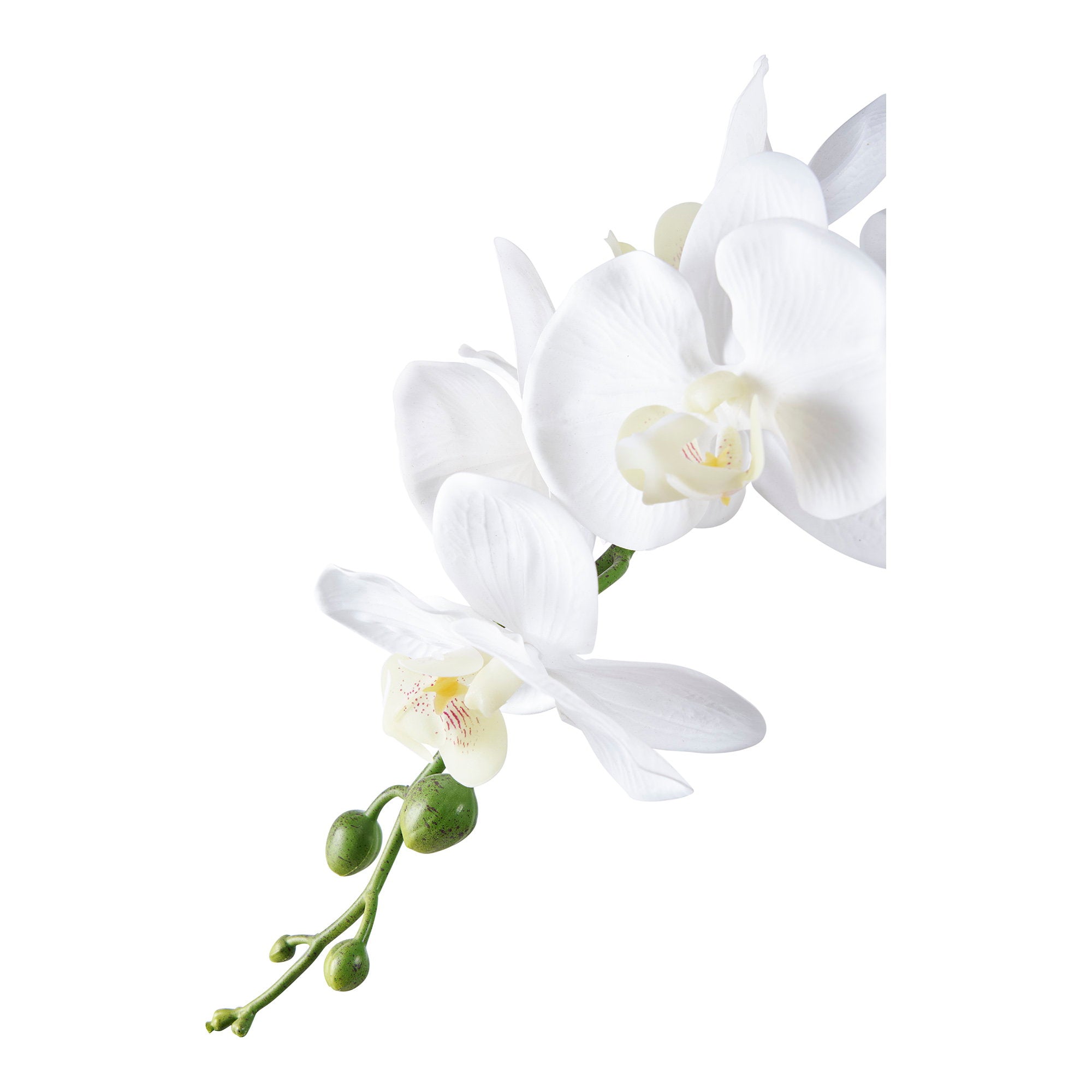 House Nordic Orchid