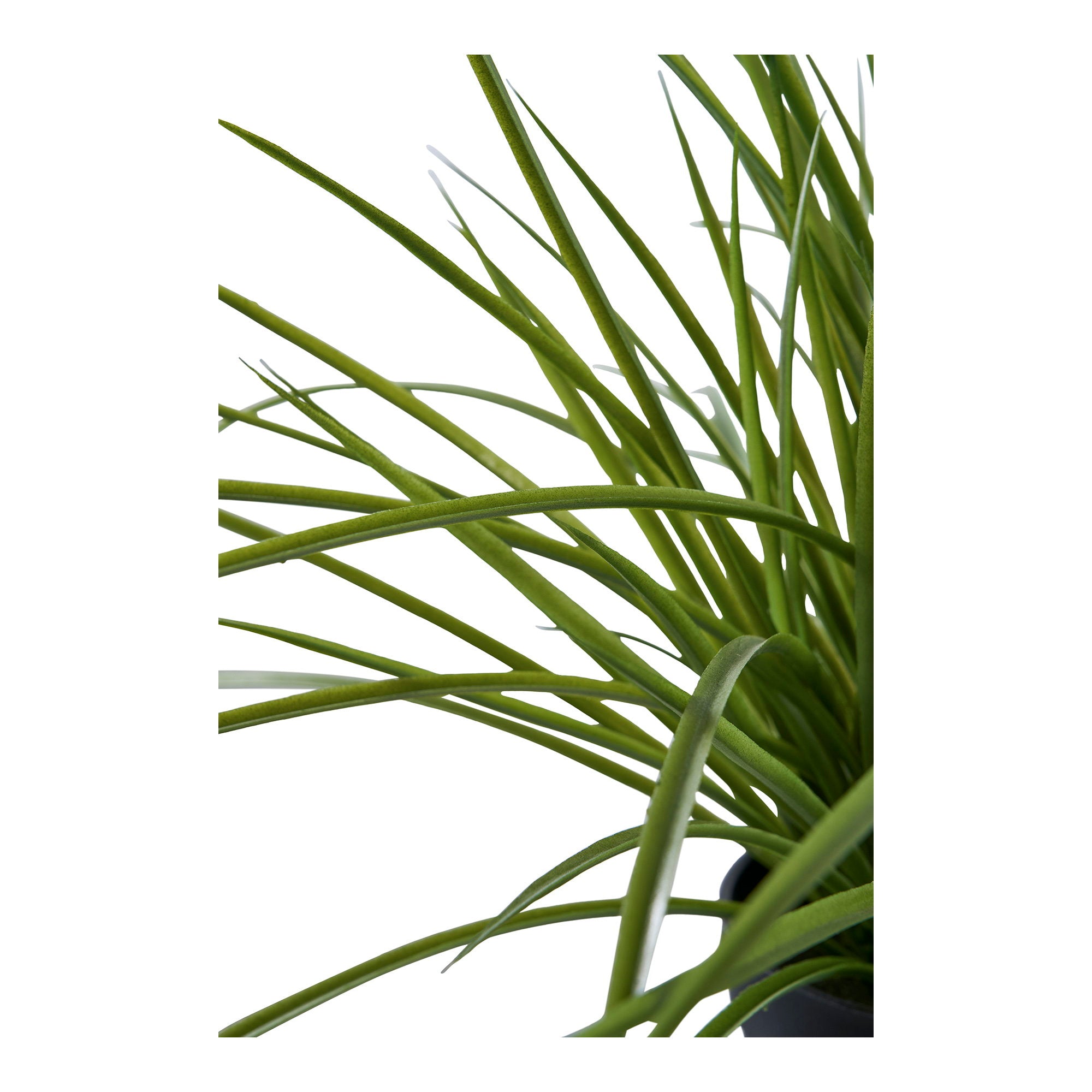 House Nordic Grass