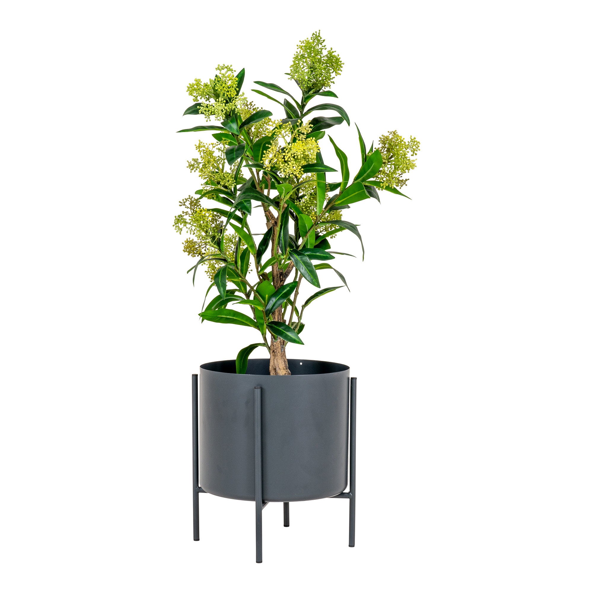 House Nordic Skimmia Tree
