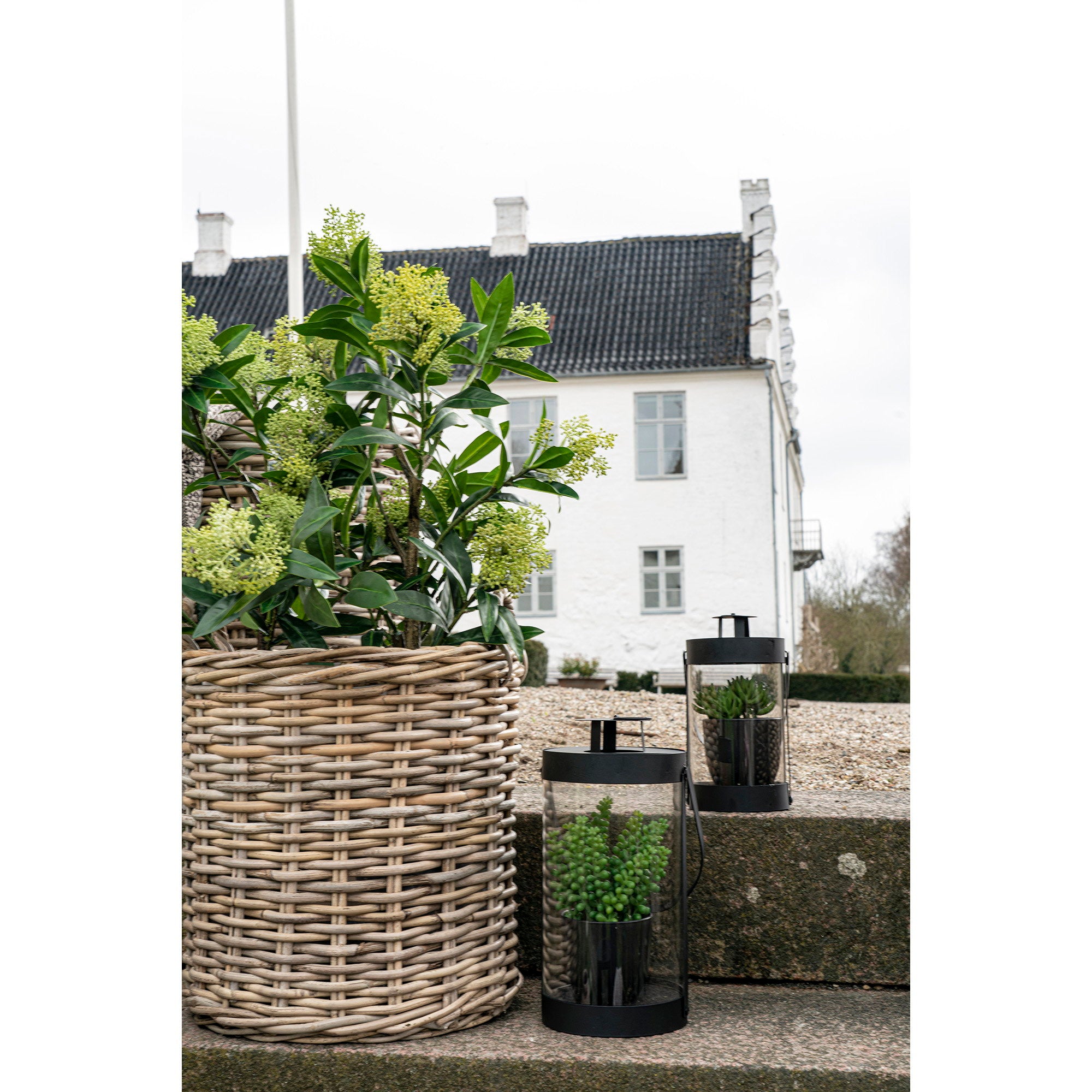 House Nordic Skimmia Tree