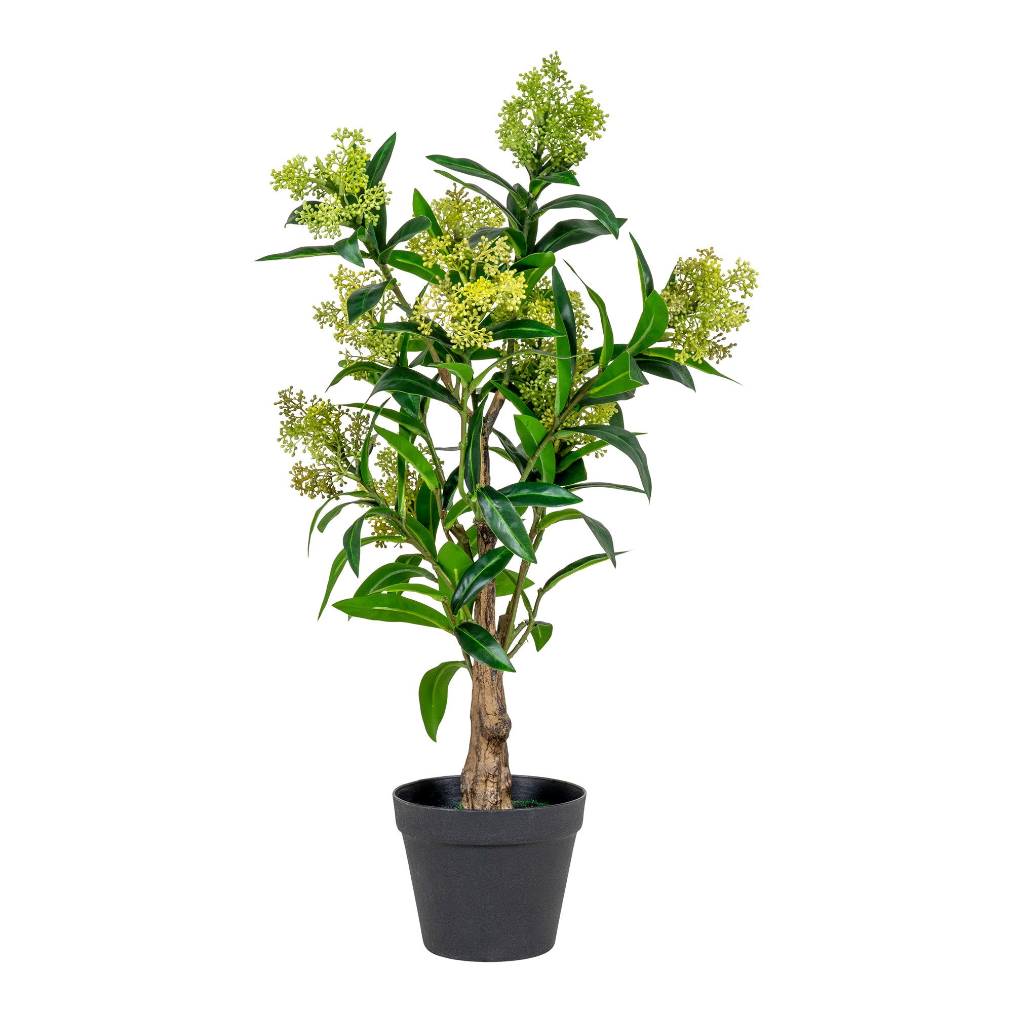 House Nordic Skimmia Tree