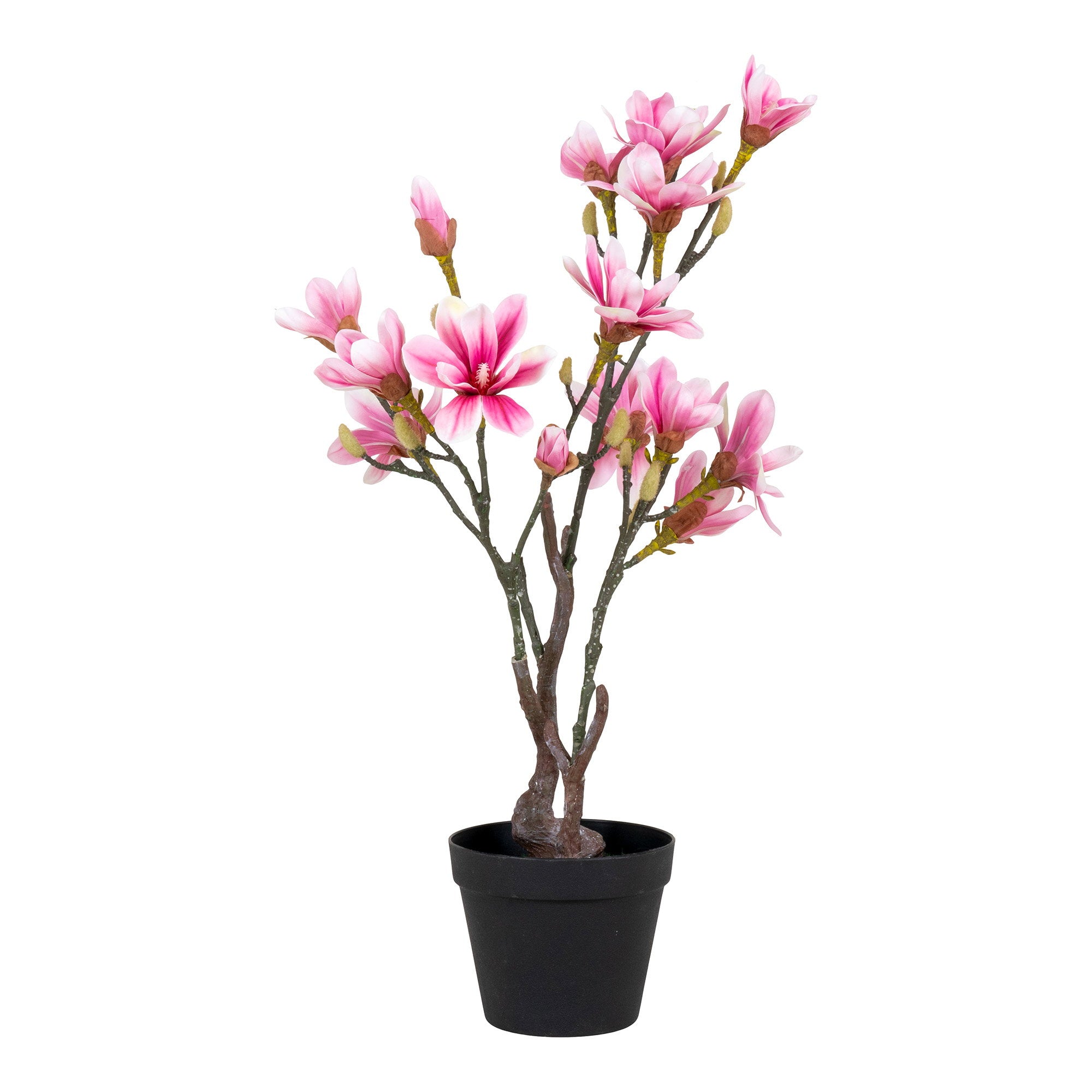 House Nordic Magnolia Tree