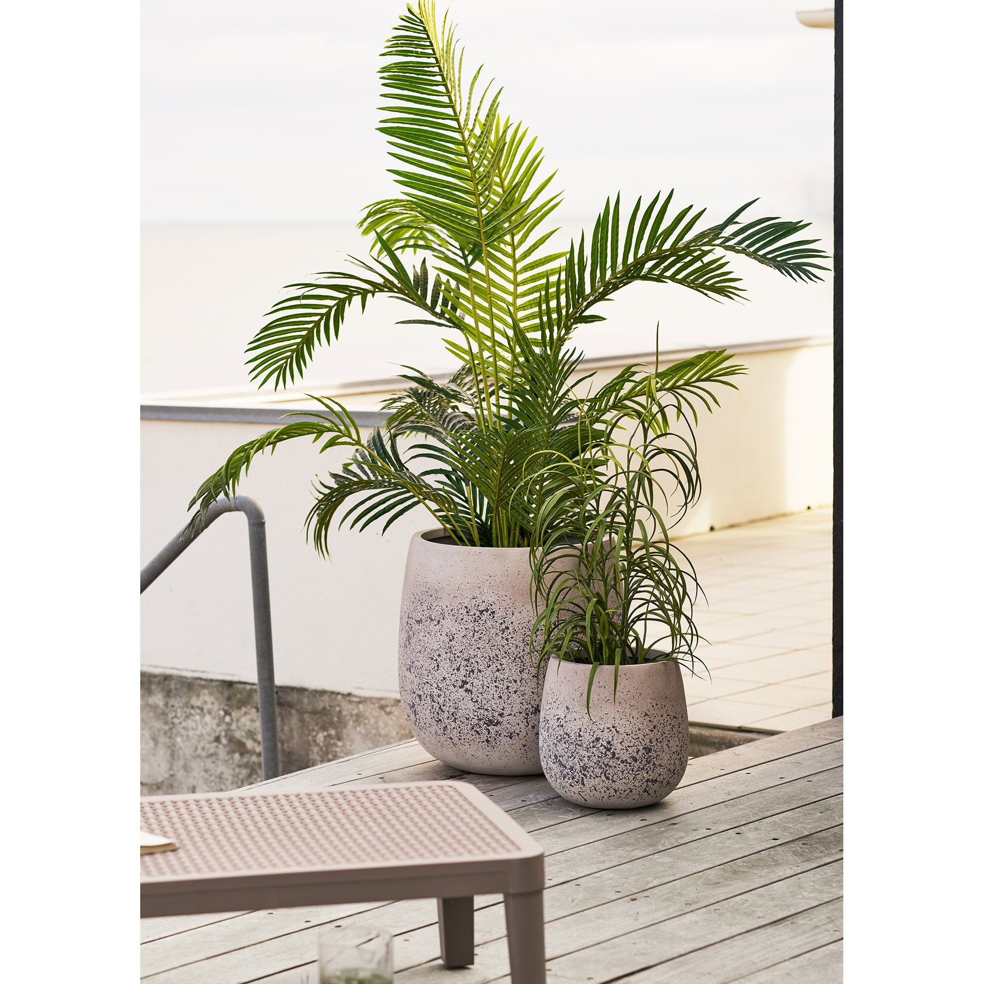 House Nordic Grass Plant