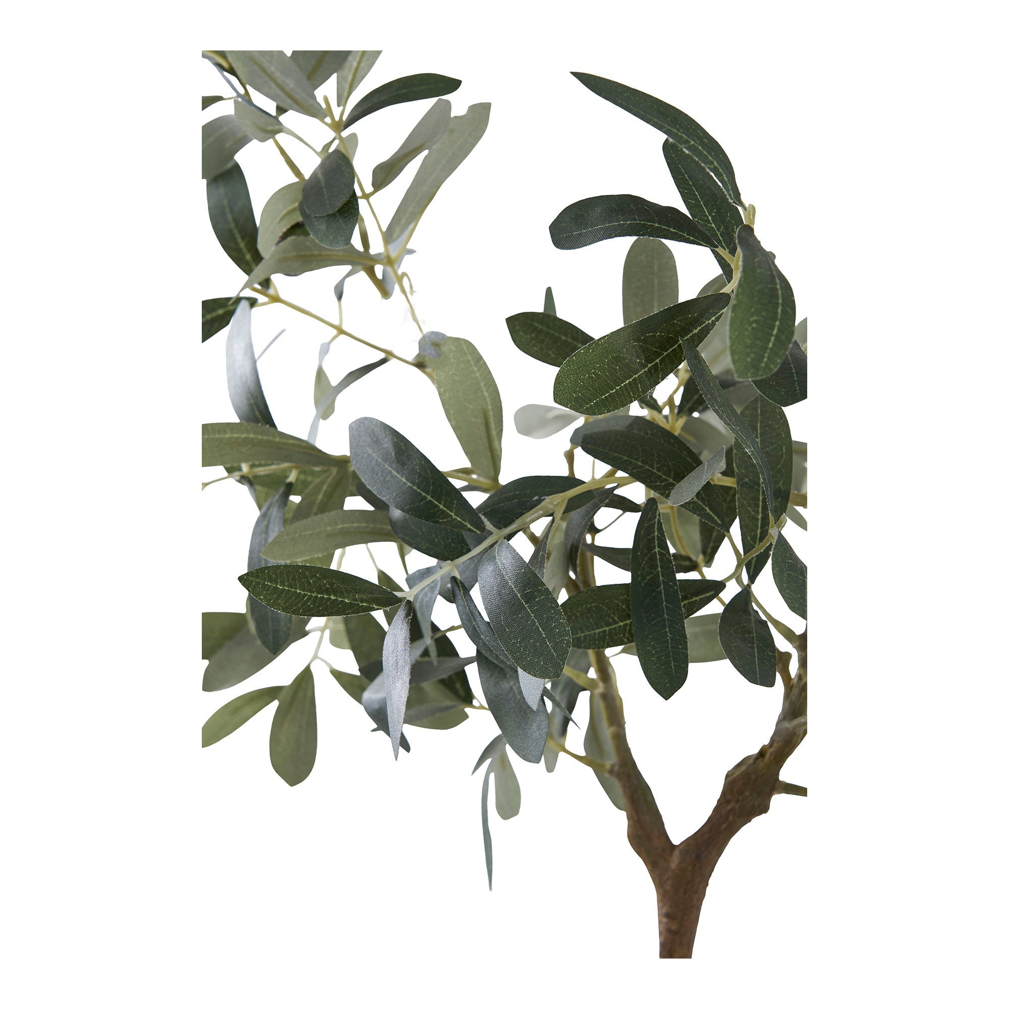 House Nordic Olive Tree Grön