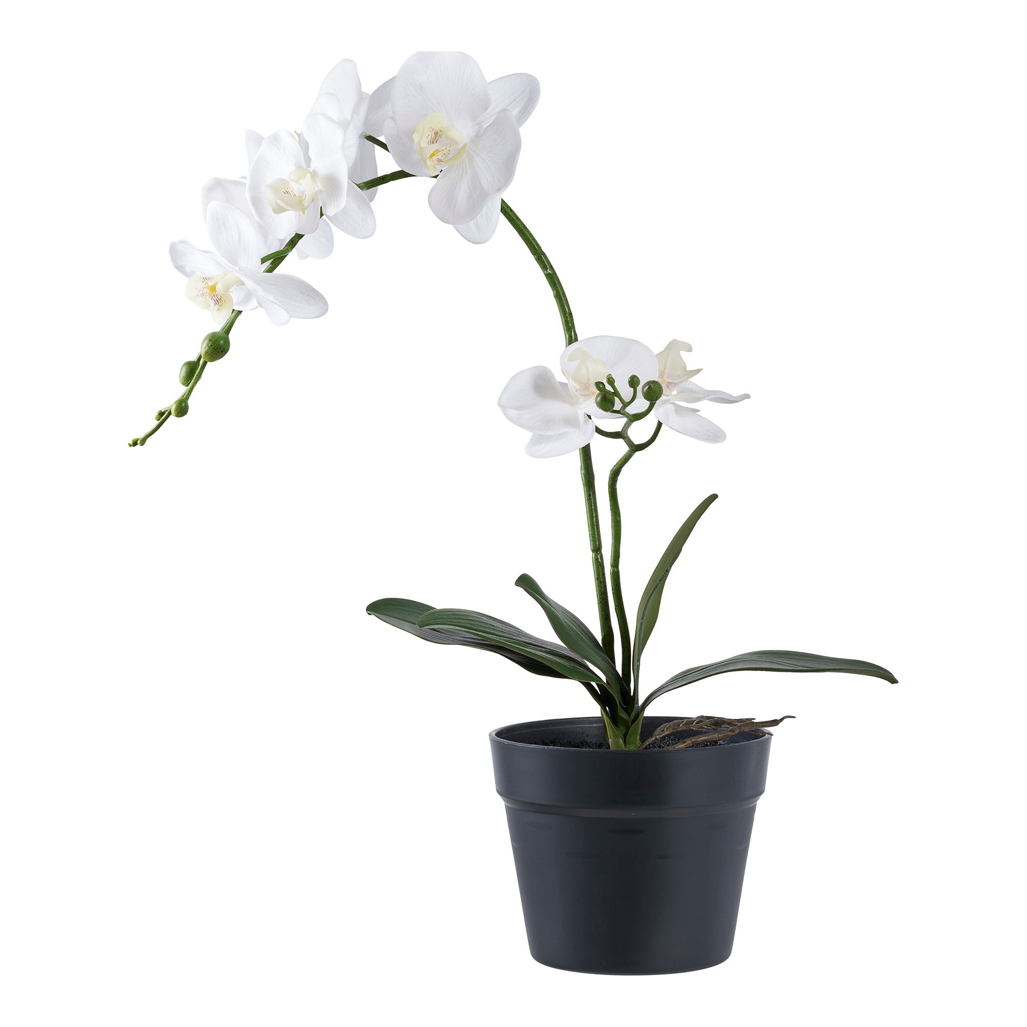 House Nordic Orchid