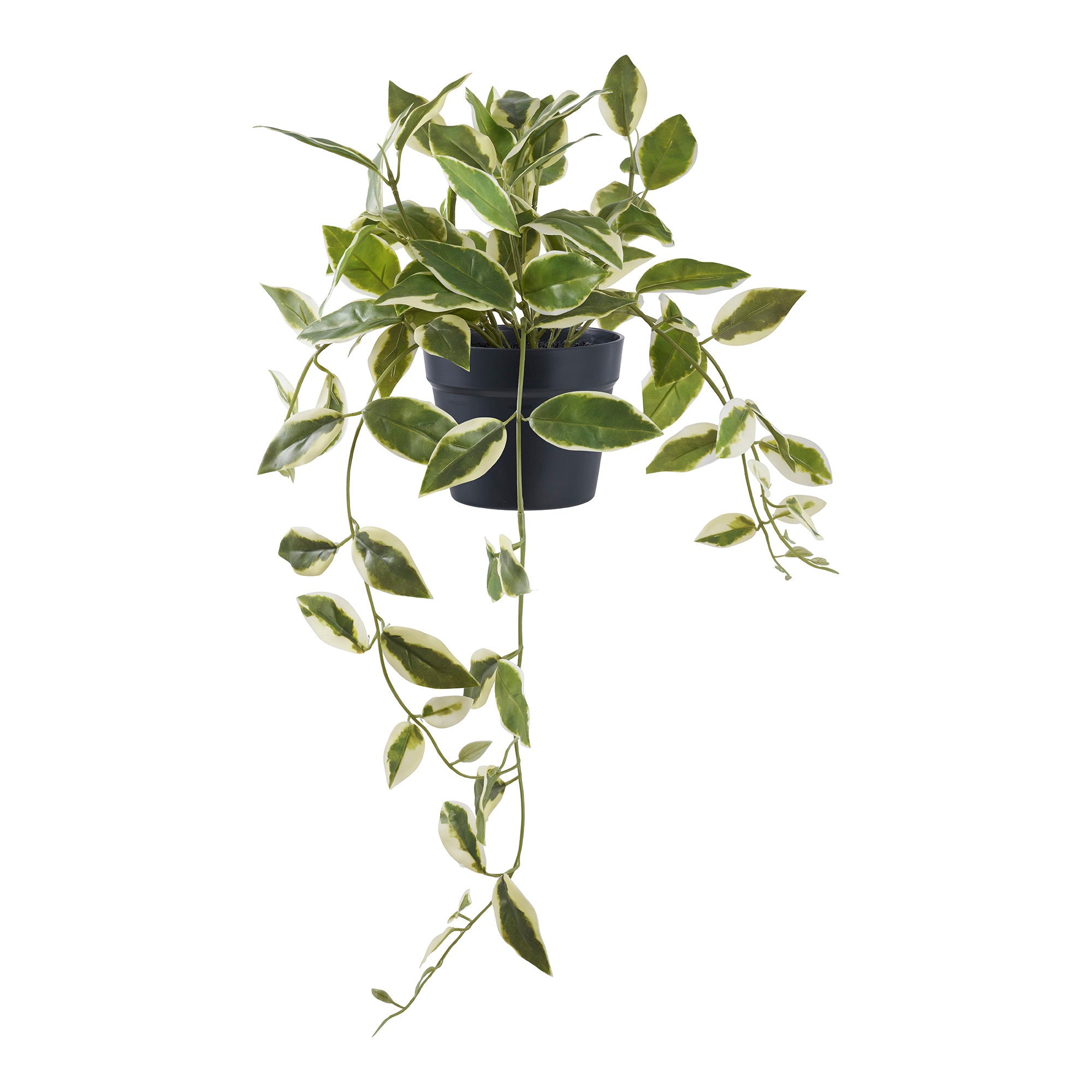 House Nordic Hoya Carnosa
