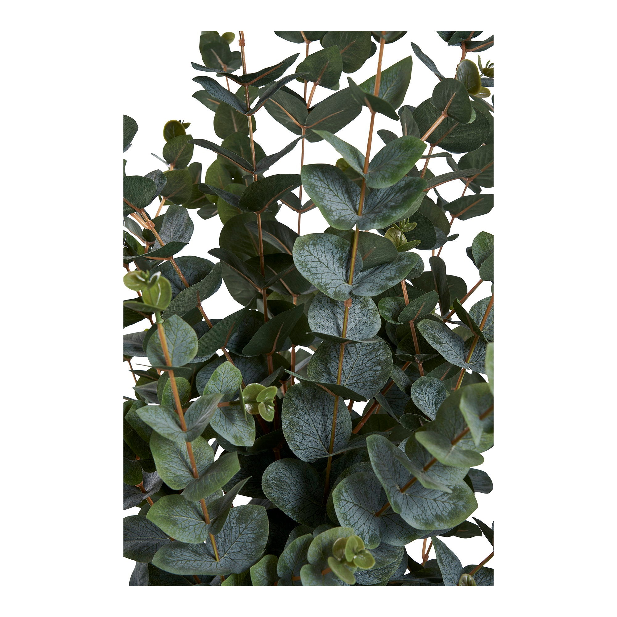 House Nordic Eucalyptus Tree