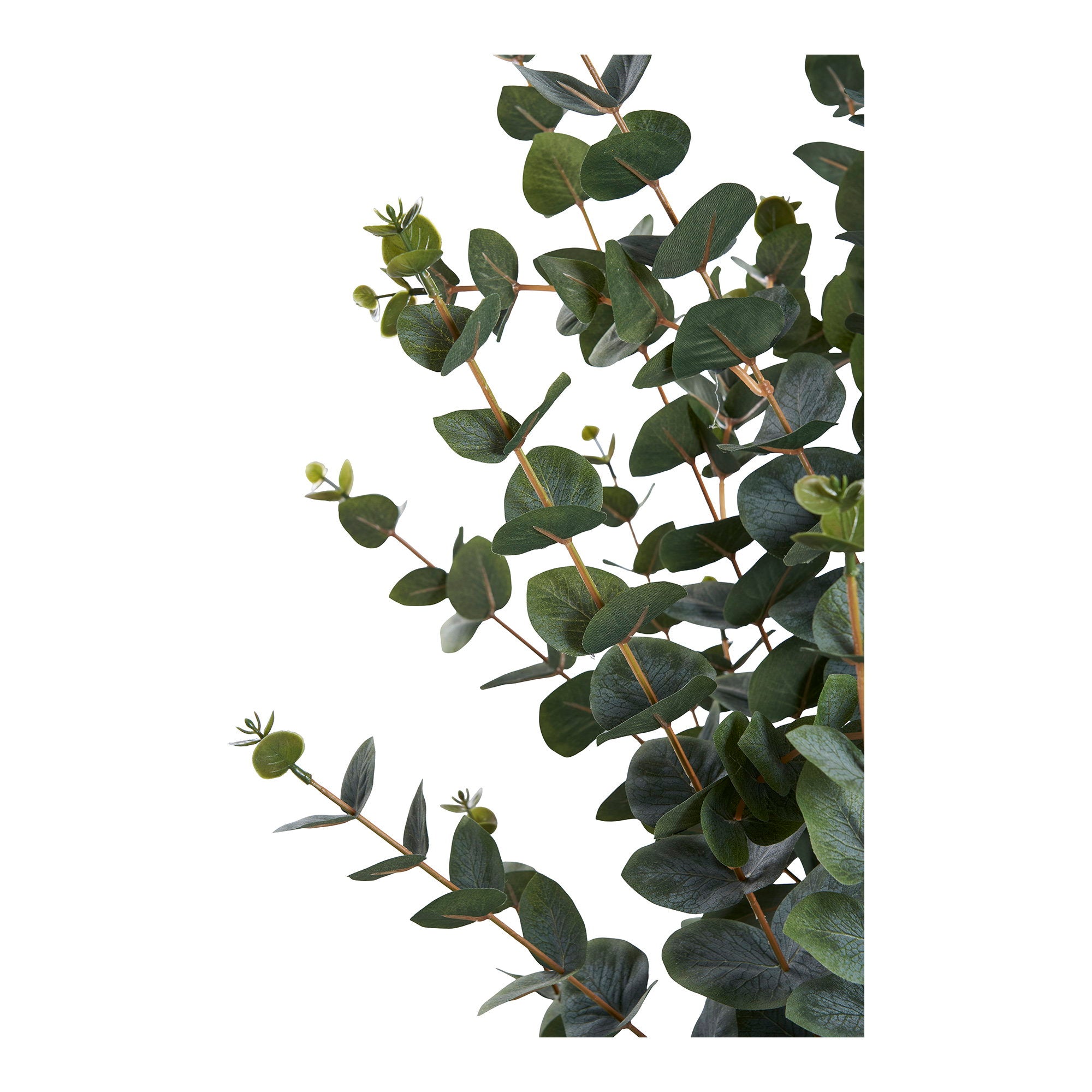 House Nordic Eucalyptus Tree