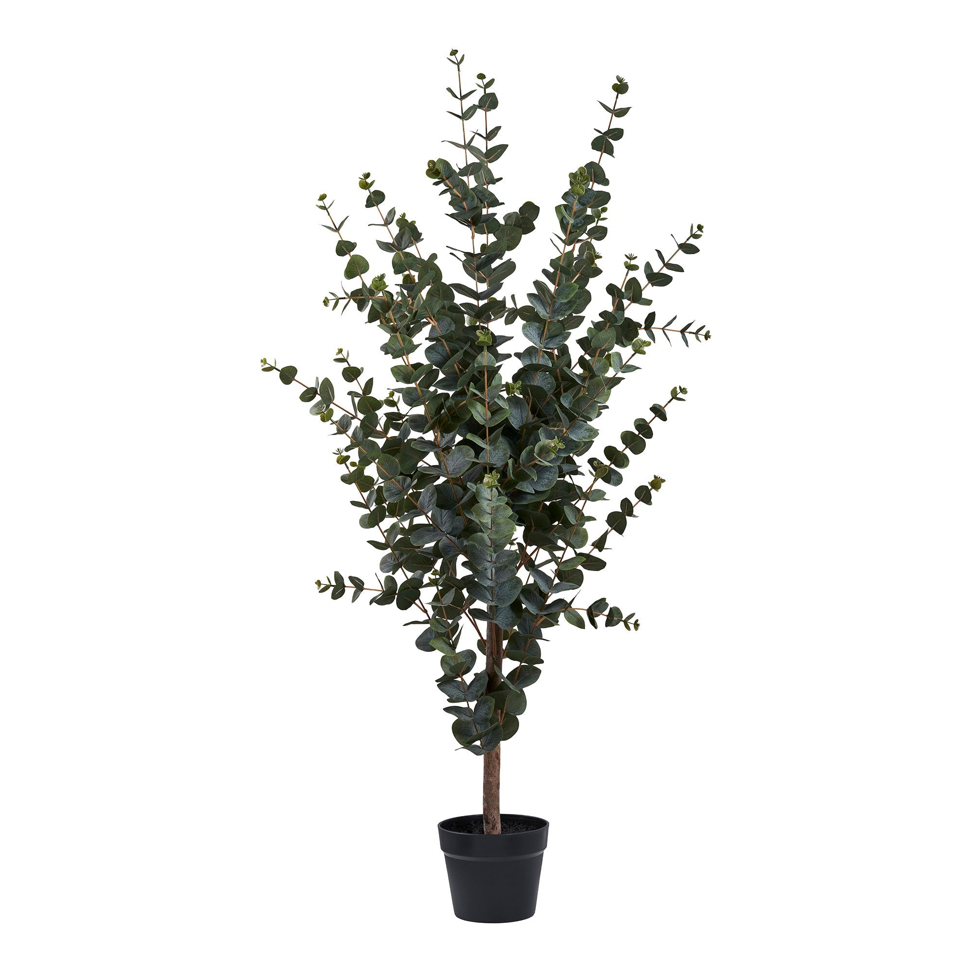 House Nordic Eucalyptus Tree