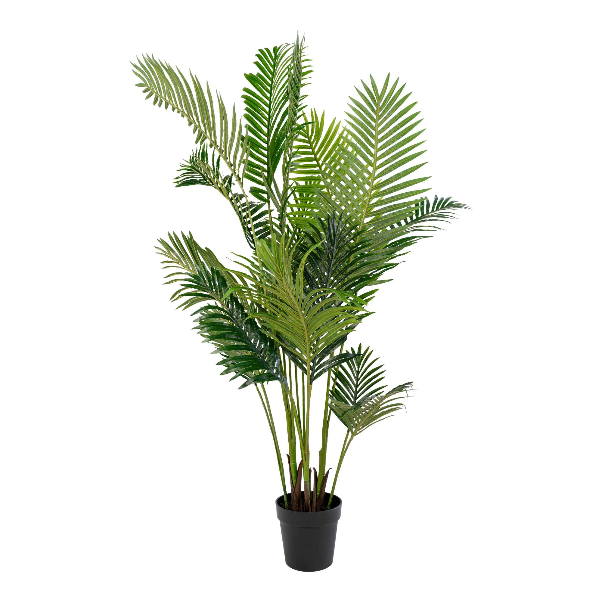 House Nordic Areca Palm