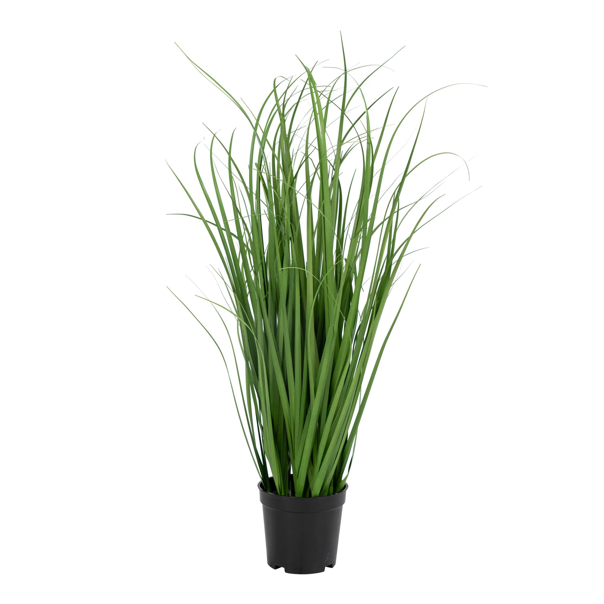 House Nordic Poa Grass