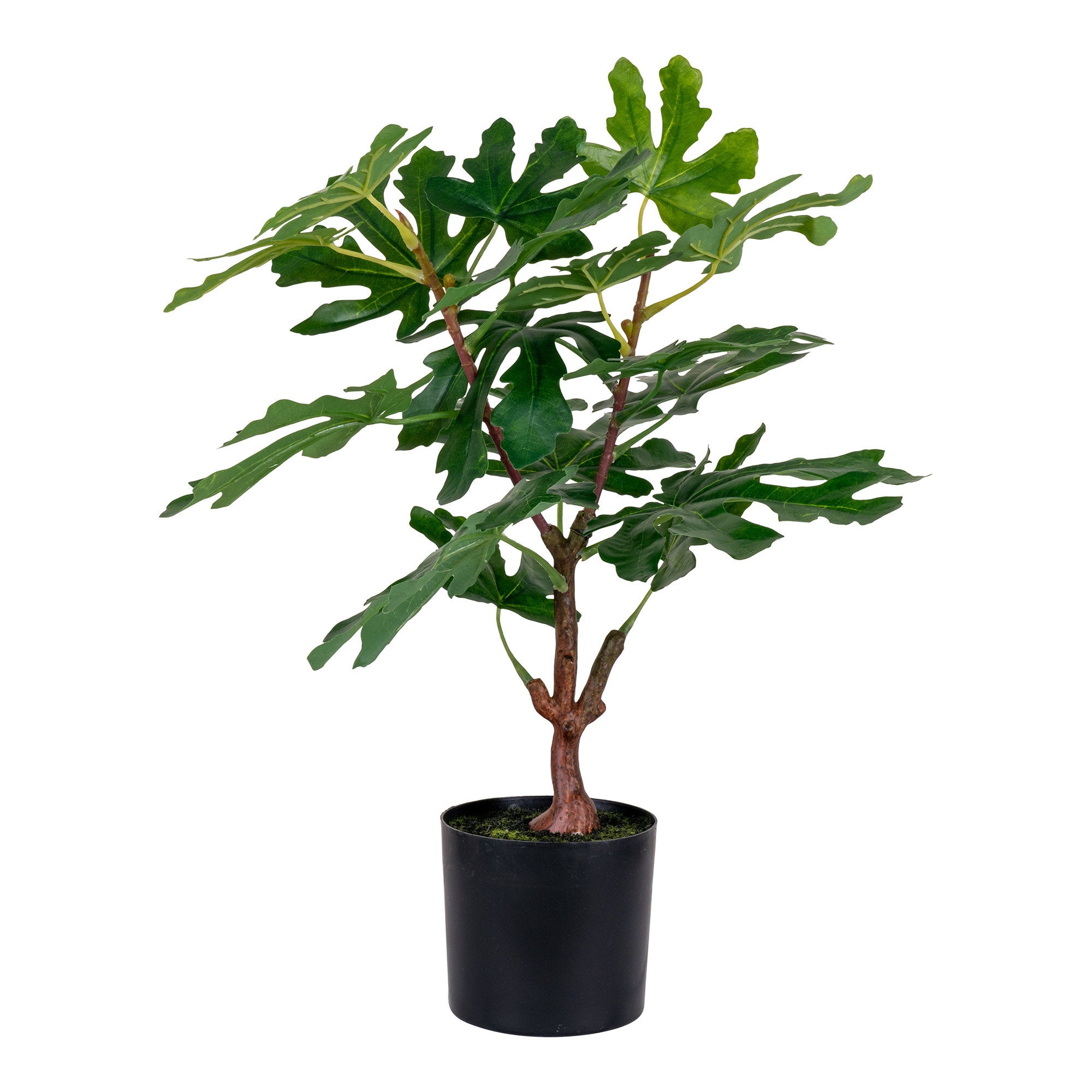 House Nordic Fig Tree