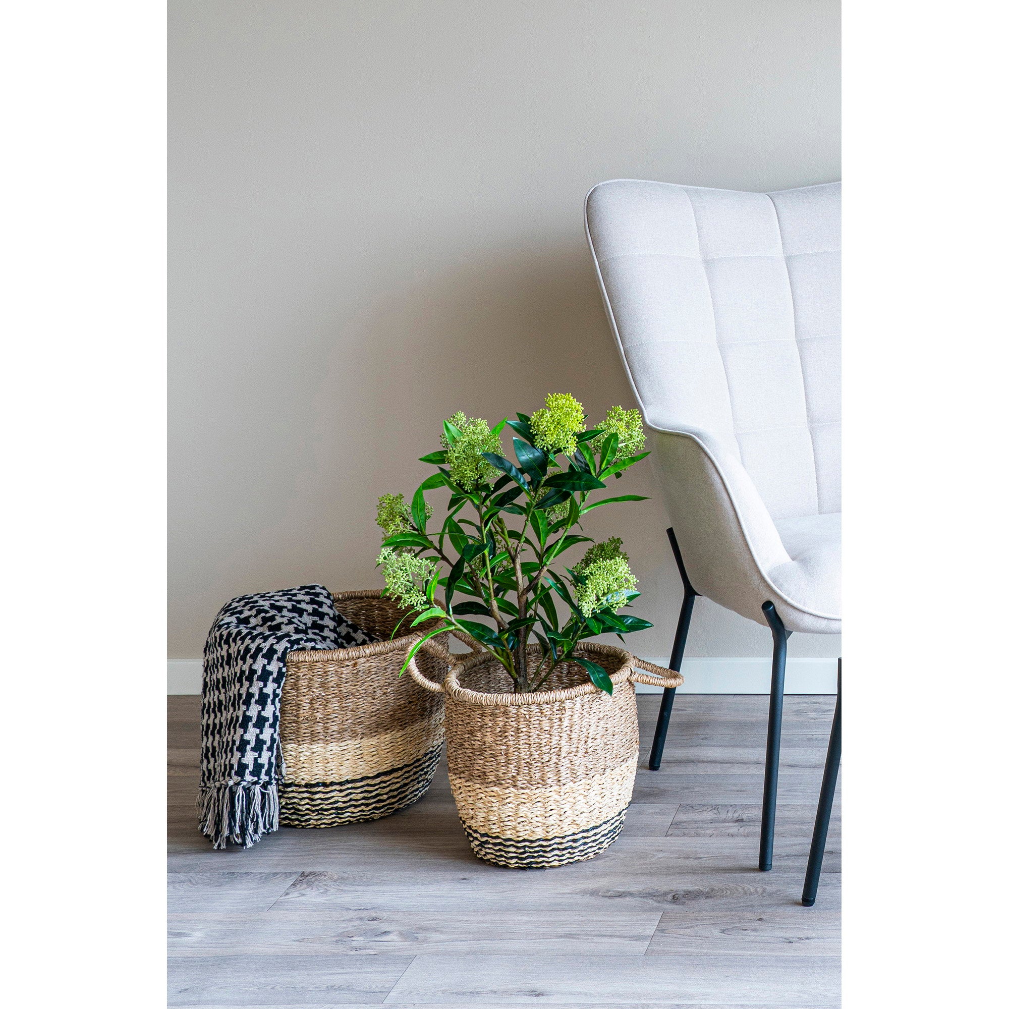 House Nordic Skimmia Tree