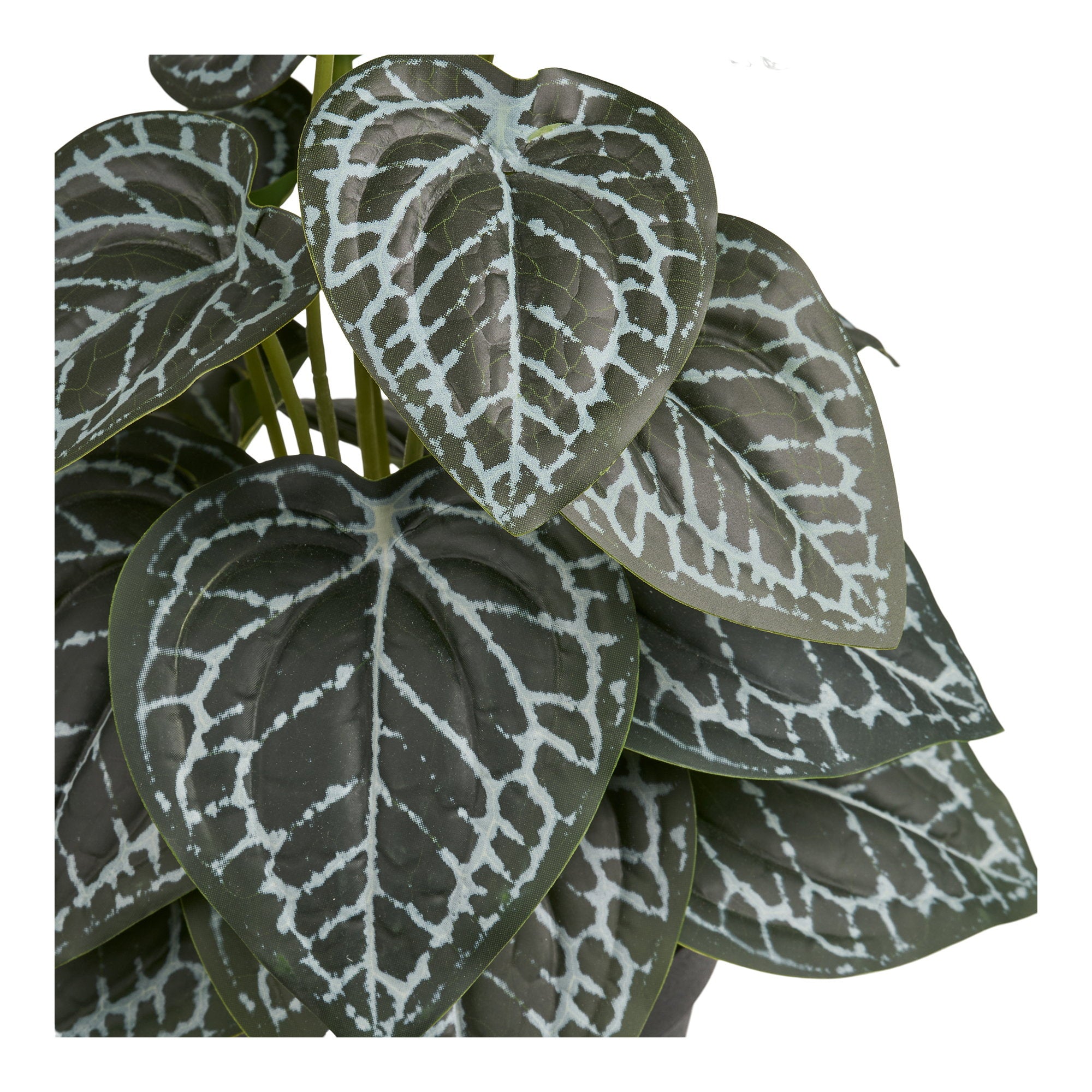 House Nordic Plant Grön