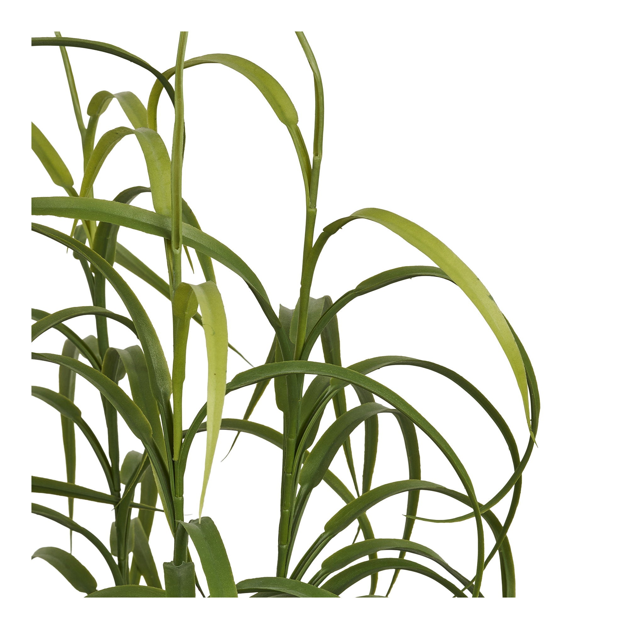 House Nordic Grass Plant