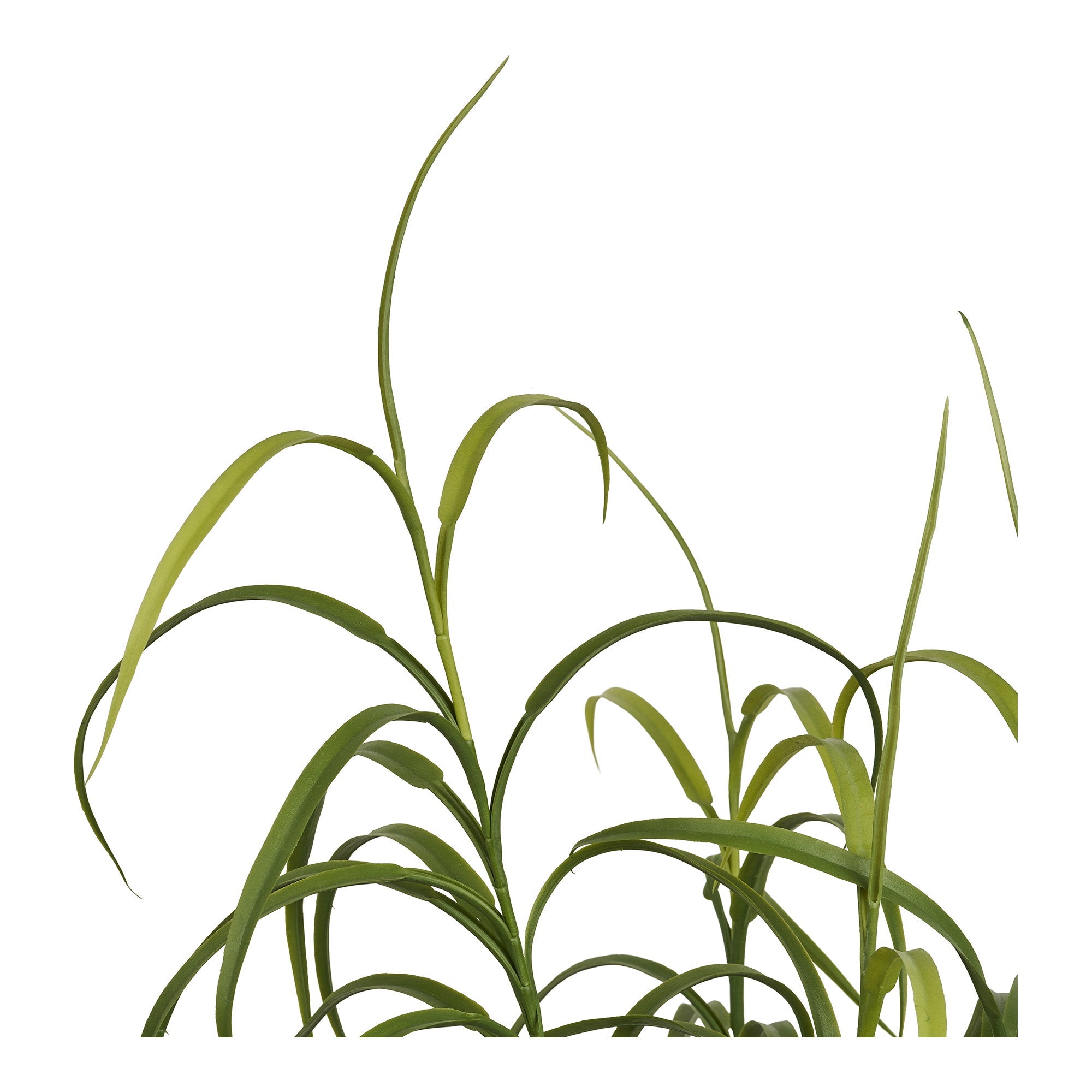 House Nordic Grass Plant
