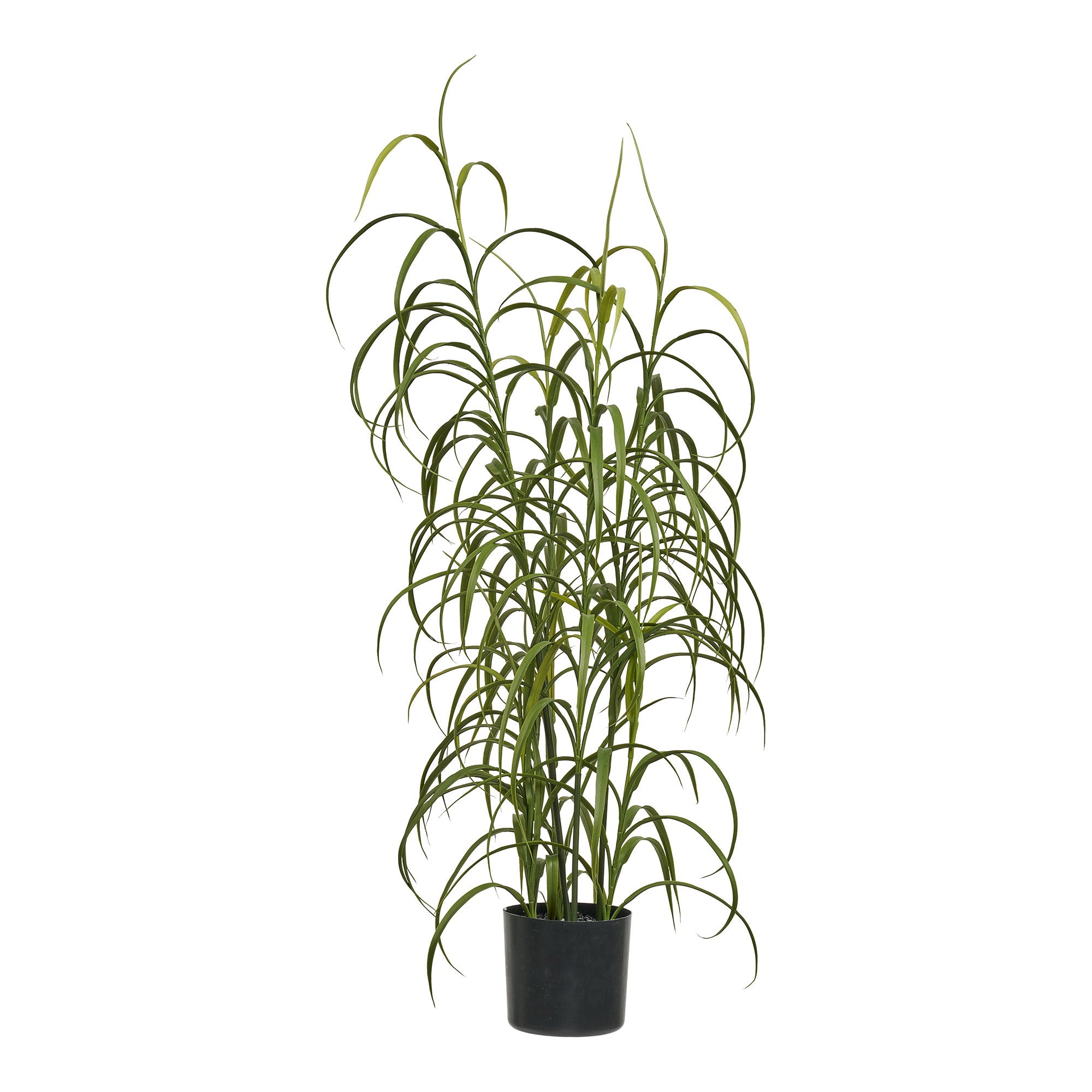 House Nordic Grass Plant